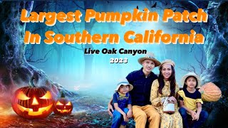 Largest Pumpkin Patch in Southern California: Live Oak Canyon - នៅសួនវាលល្ពៅ - October 2023