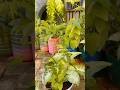 Planning in new pot #india #bihar #viral #world #explore #tranding #shorts #reel #garden #plants