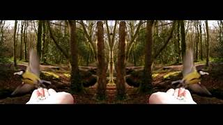 Hand Feeding Great Birds 240 Fps At Tehidy Woods In Cornwall