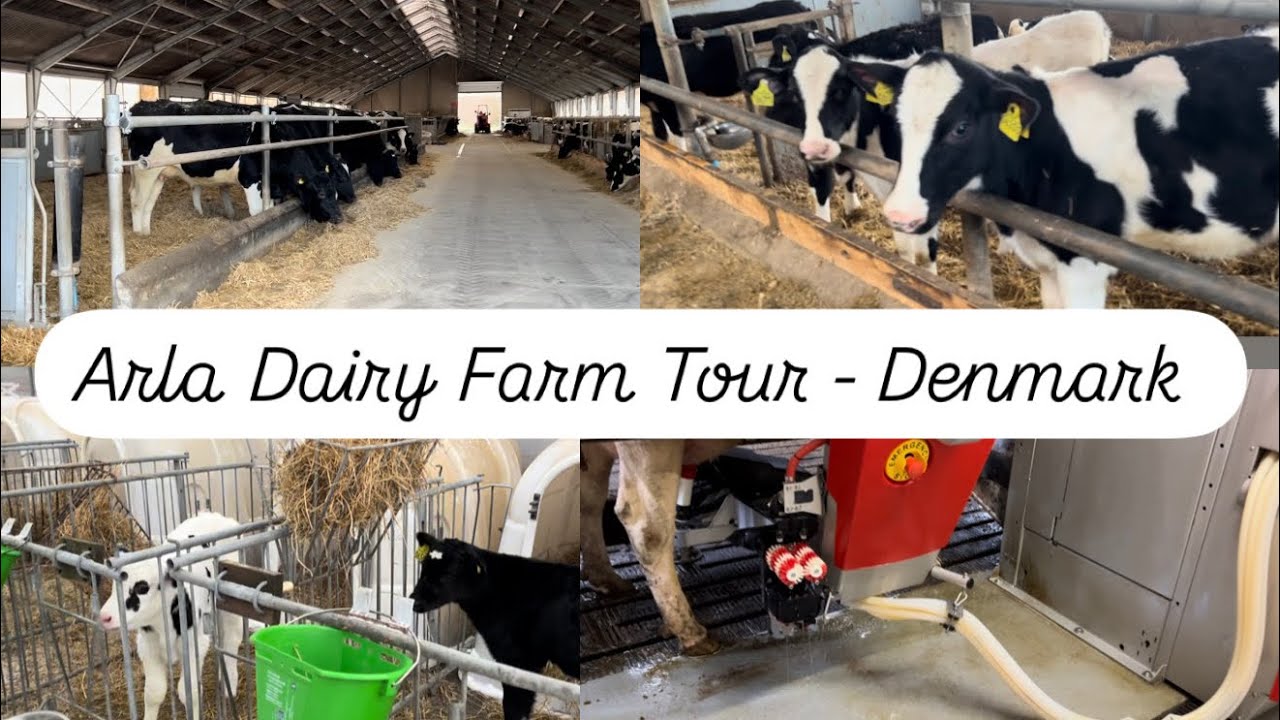 Denmark Arla Dairy Farm Tour & Cow milk extraction process