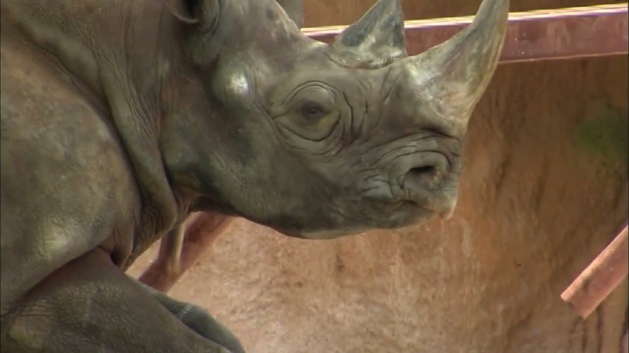 Animal Atlas Season 4 Episode 20:Life on the River's Edge