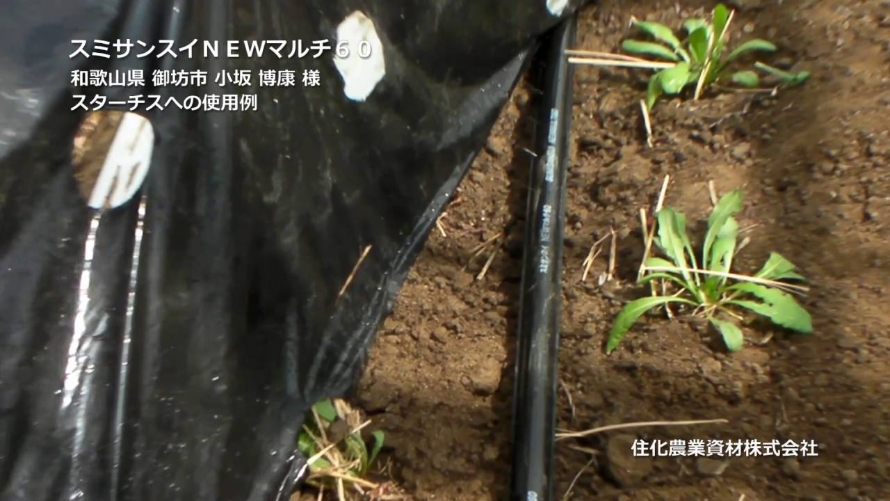 スミサンスイNEWマルチ60 住化農業資材㈱ - YouTube