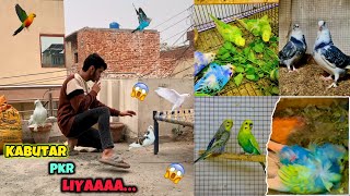 Jangli kabutar pkr liya😱😍|Catch a wild pigeon🕊️