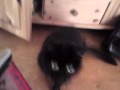 video icon