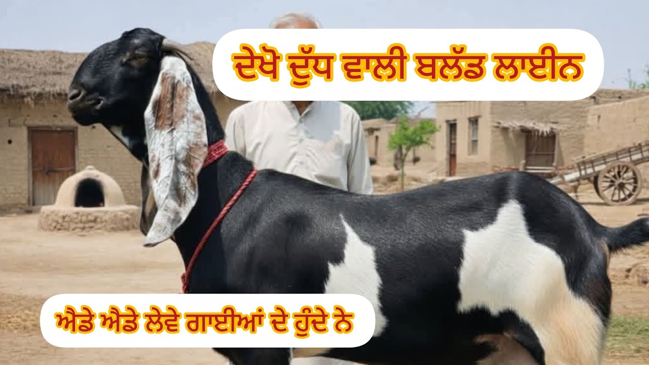 ਮੀਂਹ ਨੇ ਕਰਿਆ ਬੁਰਾ ਹਾਲ ਤੇ ਦੁੱਧ ਵਾਲੀ ਬਲੱਡ ਲਾਈਨ ਵਾਲੀ ਬੱਕਰੀ ਕਰੋ ਚੈੱਕ