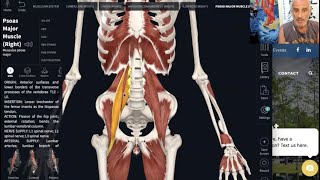 Relationship Between the Diaphragm & the Psoas & the Effects of Prolonged Sitting on Breathing