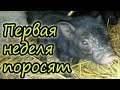 Вьетнамские поросята // Первая неделя // Поросята зимой // Вес поросенка // Жизнь в деревне