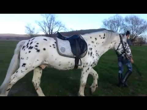 Video: Rasa de cai Appaloosa: fotografie, descriere. Cal Appaloosa: leopard, dafin