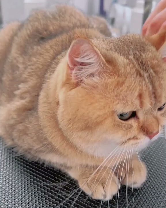 Экспресс-линька для котов Золлы и Феникса🐾 в TEZI Раменки - YouTube