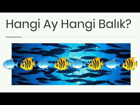 HANGİ AY HANGİ BALIK TUTULUR? / WHICH MONTH AND WHICH FISH?