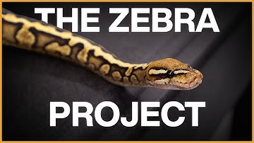 Why the ZEBRA Ball Python has HUGE Potential!