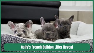 Cally's French Bulldog Litter Reveal by Woodland Frenchies 538 views 1 month ago 3 minutes, 4 seconds