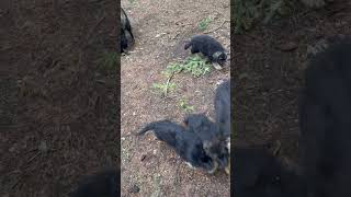 Pack walk in the forest.