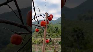 Survival Skills: SMART idea and USEFUL withsingle mom #bushcraft #camping #outdoor