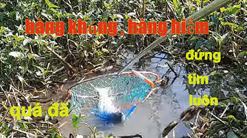 Cảm giác Đỉnh Cao Khi Câu Cá Ổ Là Đây (  Muốn Đứng Tim Luôn ) # SĂN BẮT ĐỒNG THÁP #