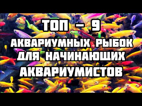 ТОП аквариумных рыбок для начинающих