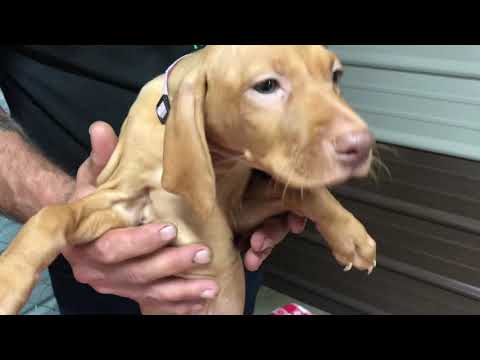 Video: Redbone Coonhound Hondenras Allergene, Gesondheid En Lewensduur