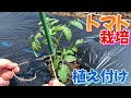 トマト栽培① 植え付け　2025年