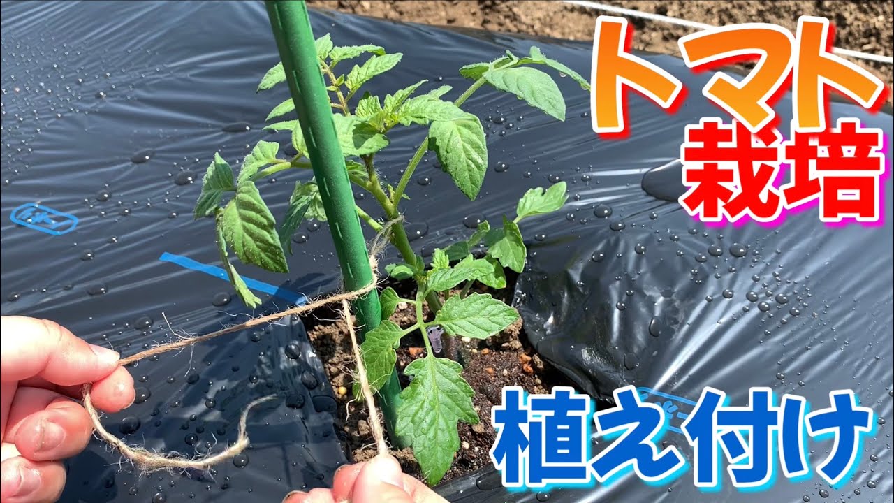 2025年5月3週目】再入荷のお知らせ – 野菜苗・植物苗の通販