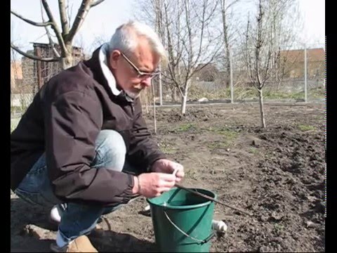 Второе весеннее опрыскивание сада.