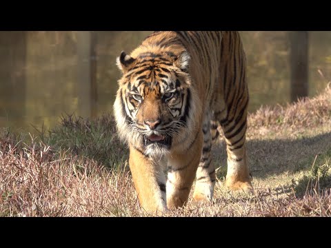 Sydney Zoo Bungarribee Super Park, Western Sydney