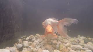 Butterfly Koi in my pond of March 2020