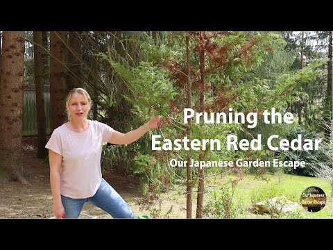 Pruning the Red Cedar and Japanese Andromedas | Our Japanese Garden Escape