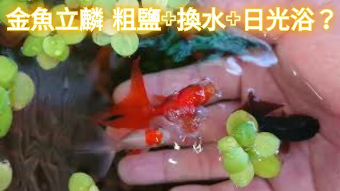 观赏鱼炸鳞病的治疗和预防办法 10年经验的老鱼友分享经验 Youtube 观赏鱼炸鳞病的治疗和预防办法 10年经验的老鱼友分享经验 Youtube