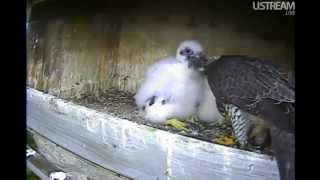Great Spirit Bluff Falcons Fly In Feed \& New Cam  5-26-12 1:57pm CDT