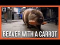 Your moment of zen maple the beaver enjoys a carrot as birt.ay treat