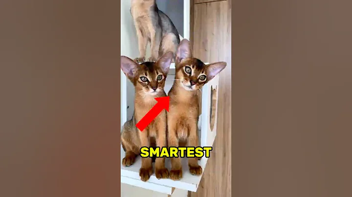 Watch the video about Top 3 Smartest Cat Breeds in the World 🧠🐈‍⬛