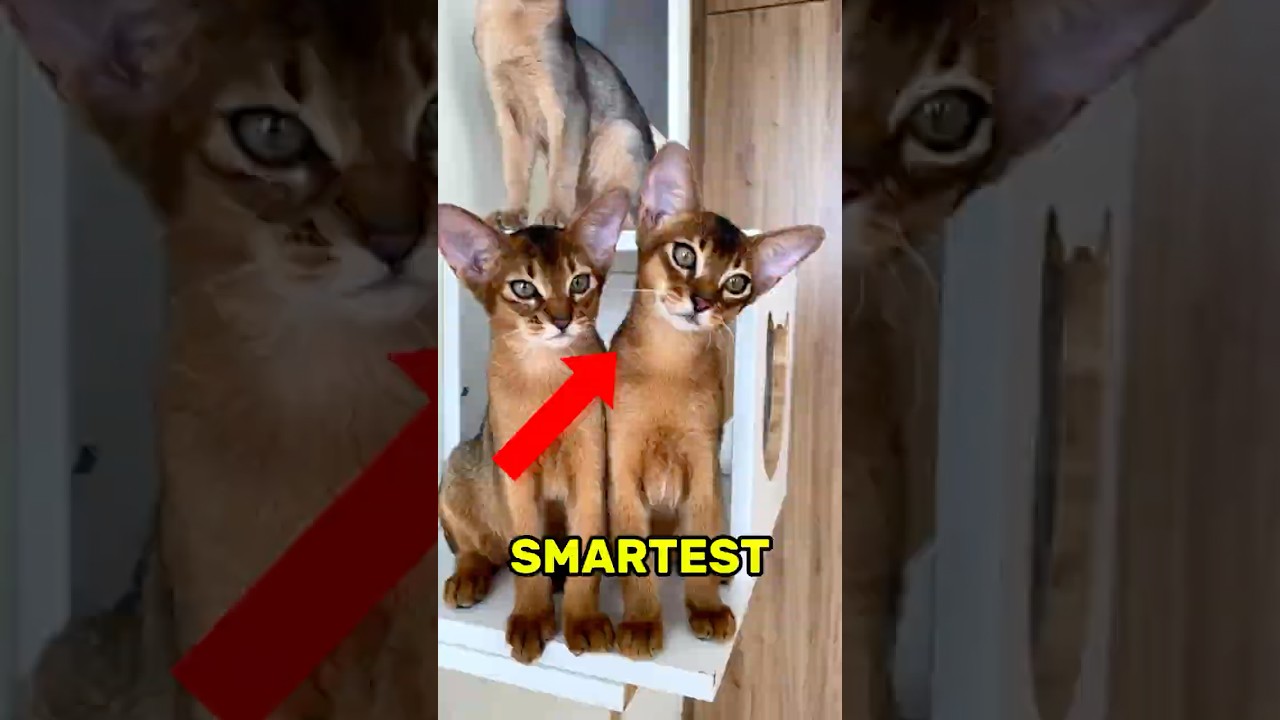 Top 3 Smartest Cat Breeds in the World 🧠🐈‍⬛