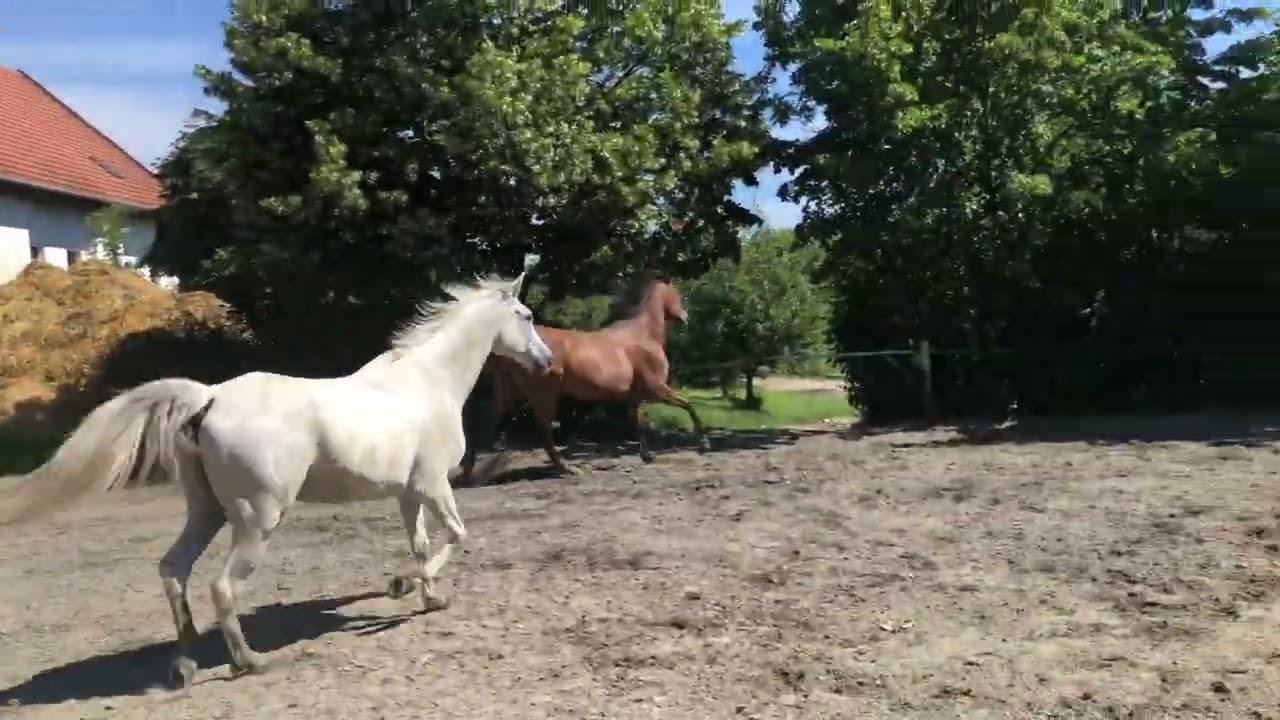 Eko okénko 👀 Koně se učí třídit plasty 😀 Cval na jízdárně 🐎 Pasení 🍀