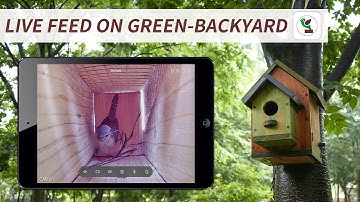 How to Watch Live Bird Box Camera on Green-Backyard?