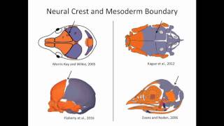 C Teng: Evolutionary Conservation of Tcf12 and Twist1 Function in Coronal Suture Development.