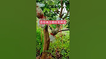 Lychee seedling breeding and high-pressure cutting methods。荔枝繁育種苗，高壓插的方法，根系發達，60天就成活了