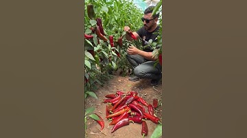 the process of harvesting large red chilies #shorts