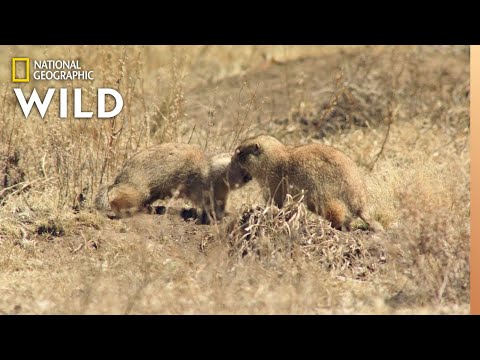 Prairie Dog Mating Season | Prairie Dog Manor