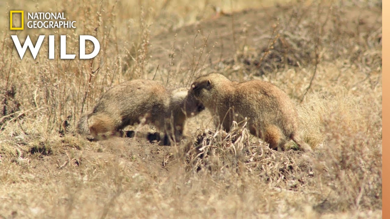 Prairie Dog Mating Season Prairie Dog Manor YouTube
