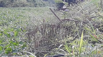 CÂU CÁ THIÊN NHIÊN[CÂU CÁ Ở KÊNH LỤC BÌNH DÀY ĐẶC-LÝ TƯỞNG QUÁ MÀ BỊ MÓ...M