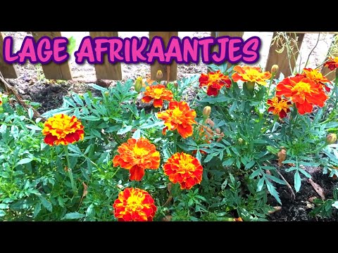 Lage Afrikaantjes zaaien en verzorgen in de tuin. Beschermt je moestuin!