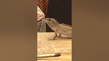 Lizard Forgets How to Walk