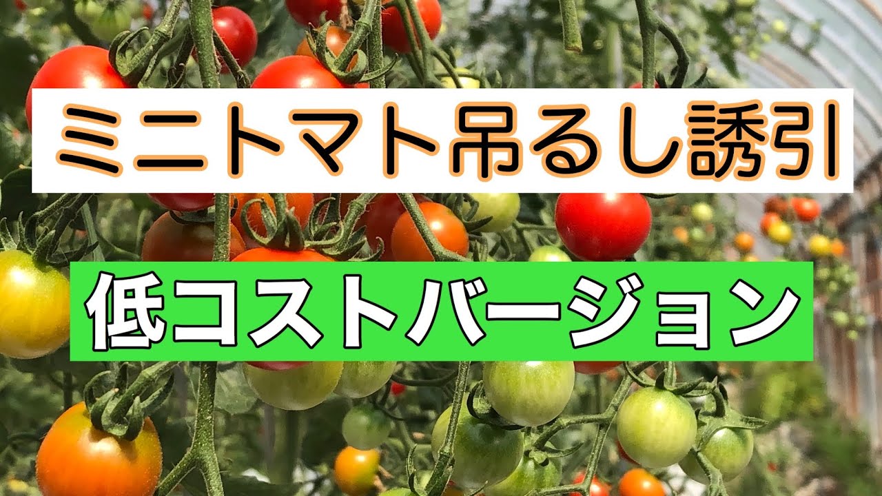 ミニトマト栽培 定植後の成功例 失敗例 全てお見せします Youtube