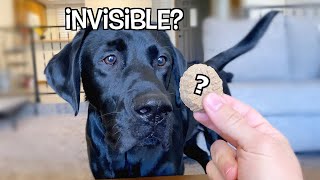 FEEDING MY DOG INVISIBLE TREATS!!