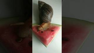 Watermelon Snail🍉🐌#Shorts