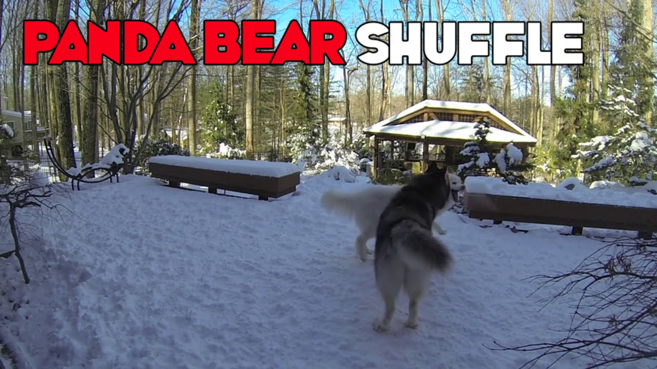 Husky Dog WFC WOOF Panda Bear Shuffle - WOOF Fun Championship Move 12 dog funny names