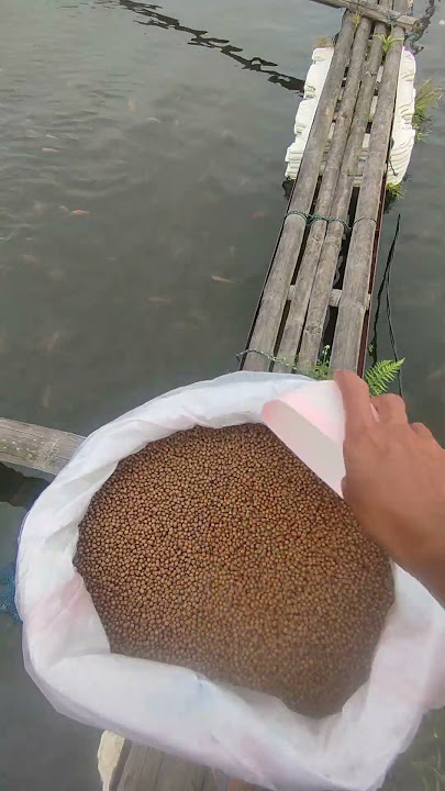 YIHAI Fish Feed bersama petani ikan mas & nila di Waduk Saguling Kab. Bandung Barat