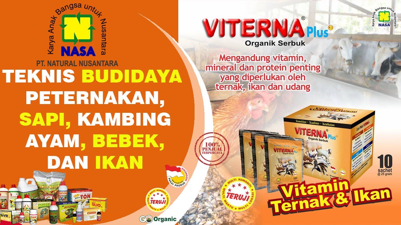 [INFO NASA] Cara Pembuatan Pakan Fermentasi Kambing, Hasil Luar Biasa