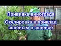 Прививка винограда. Окулировка в приклад зеленым в зеленое.