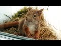Eichhörnchen-Familie als Untermieter (Semi-Doku)